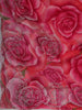 Queen Pink Rose Floral Printed Chiffon Saree with Stone Embellished Scallop Border
